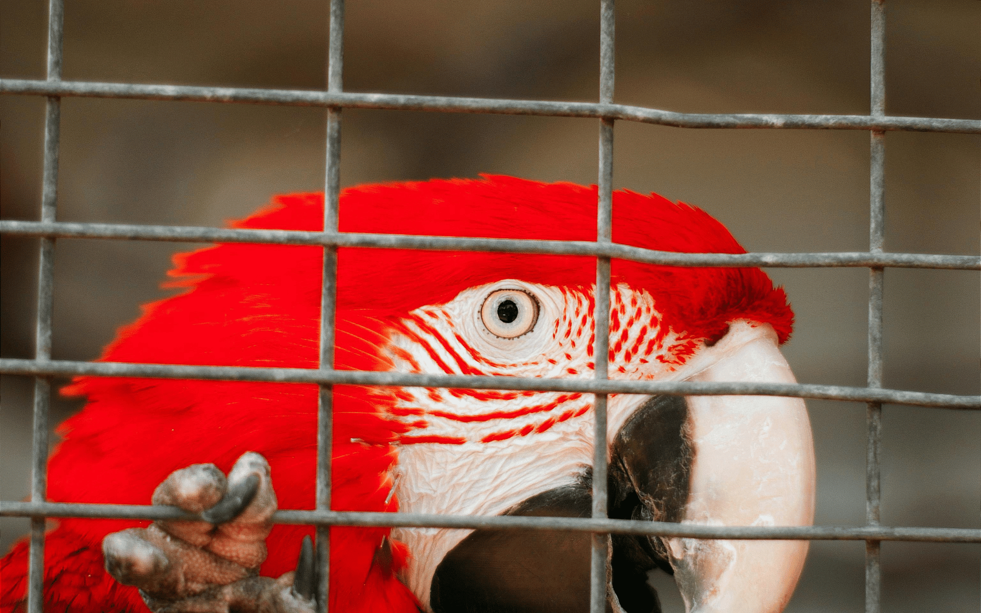 Loro enjaulado a causa del tráfico de fauna silvestre.