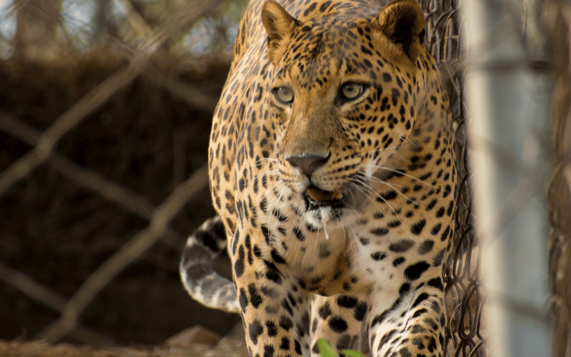 Jaguar enjaulado a causa del tráfico silvestre.